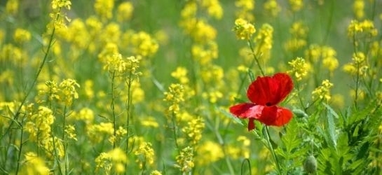 rote Blume auf gelber Wiese